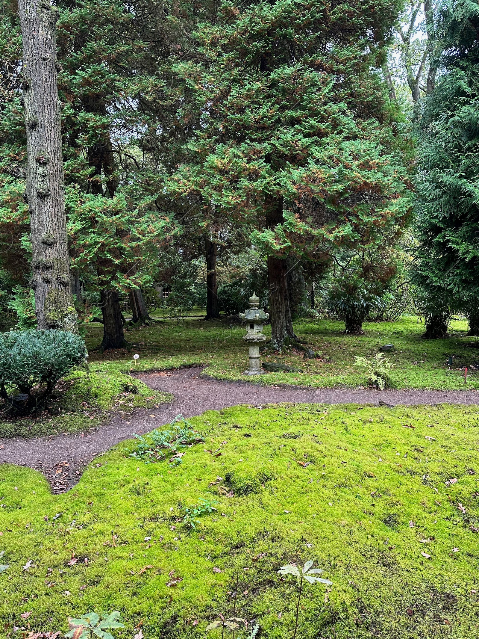 Photo of Stone lantern, bright moss and other plants near pathway in Japanese garden