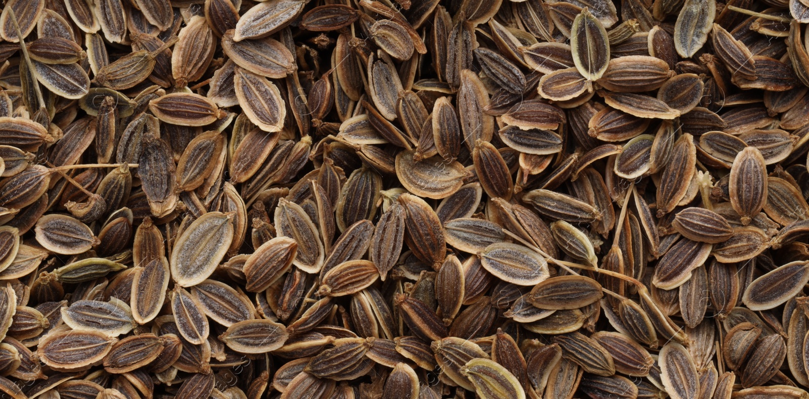 Image of Many dill seeds as background, top view. Banner design