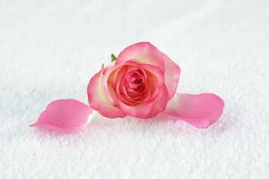 Photo of Beautiful rose on tidy white towel, closeup. Spa treatment