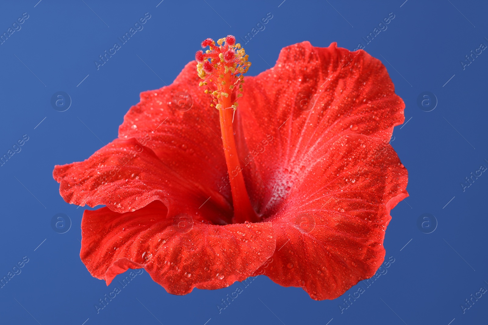 Photo of Beautiful red hibiscus flower with water drops on blue background