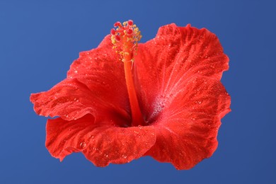 Photo of Beautiful red hibiscus flower with water drops on blue background