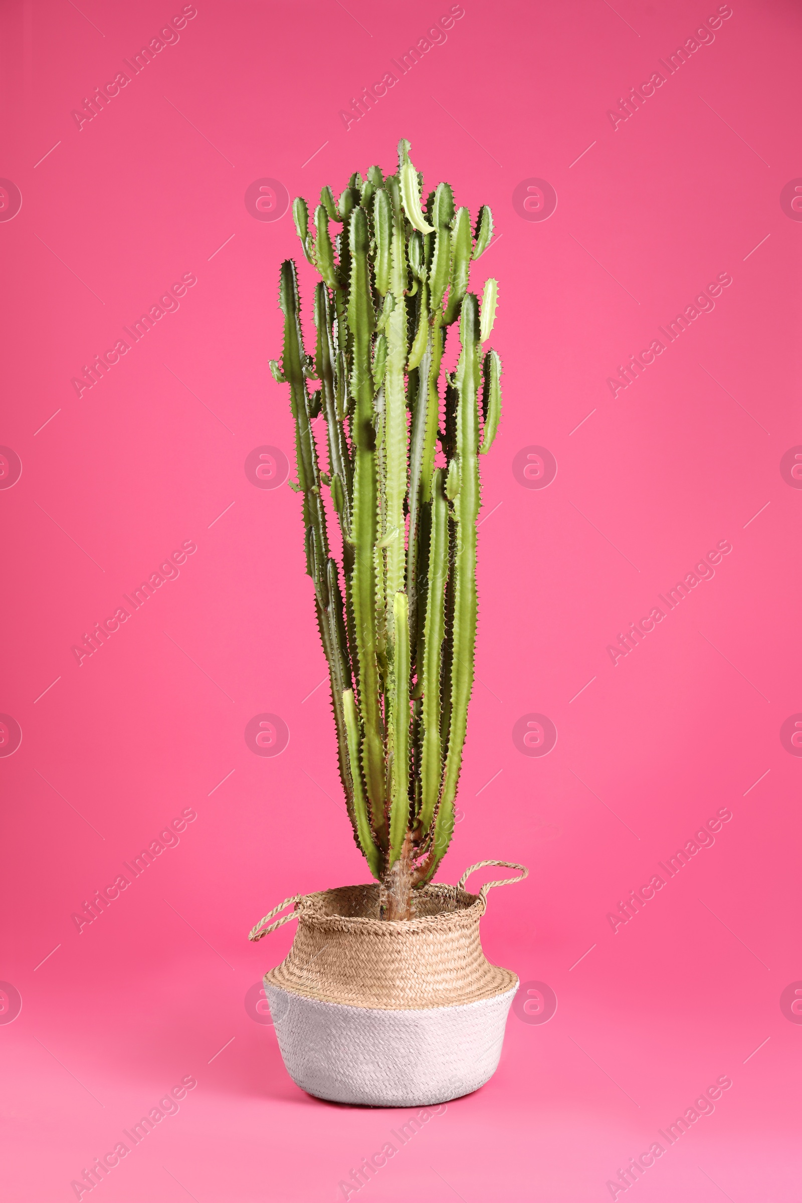 Photo of Beautiful cactus on pink background. Tropical plant