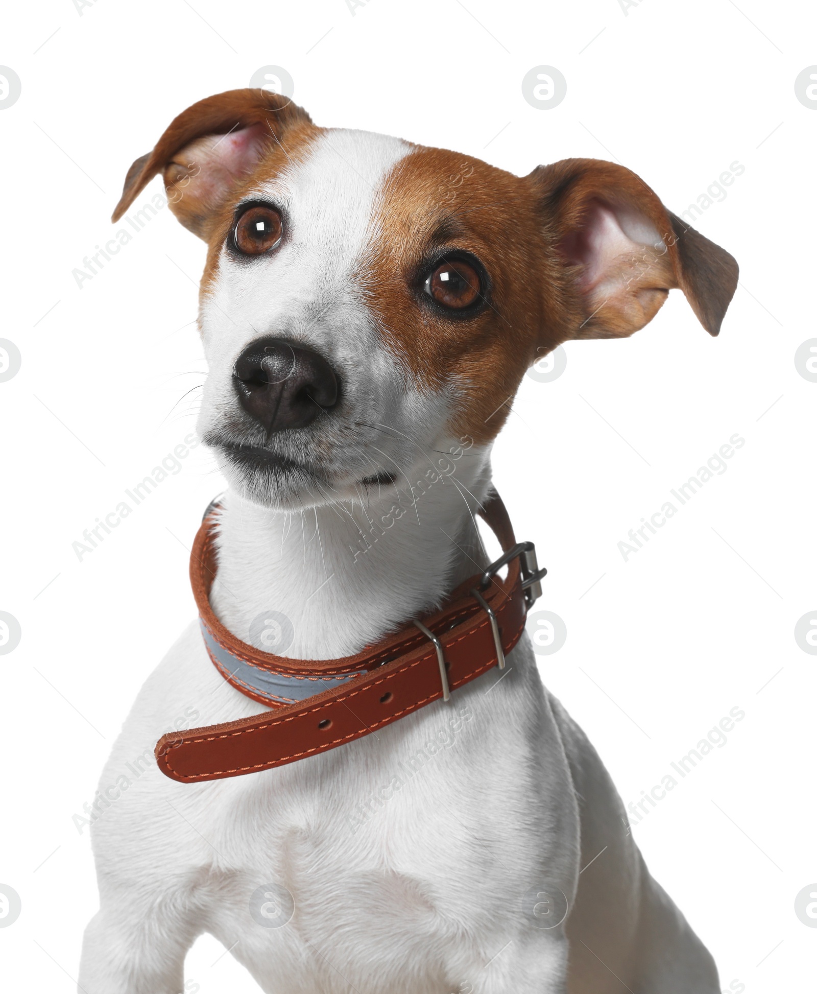 Photo of Adorable Jack Russell terrier with collar on white background