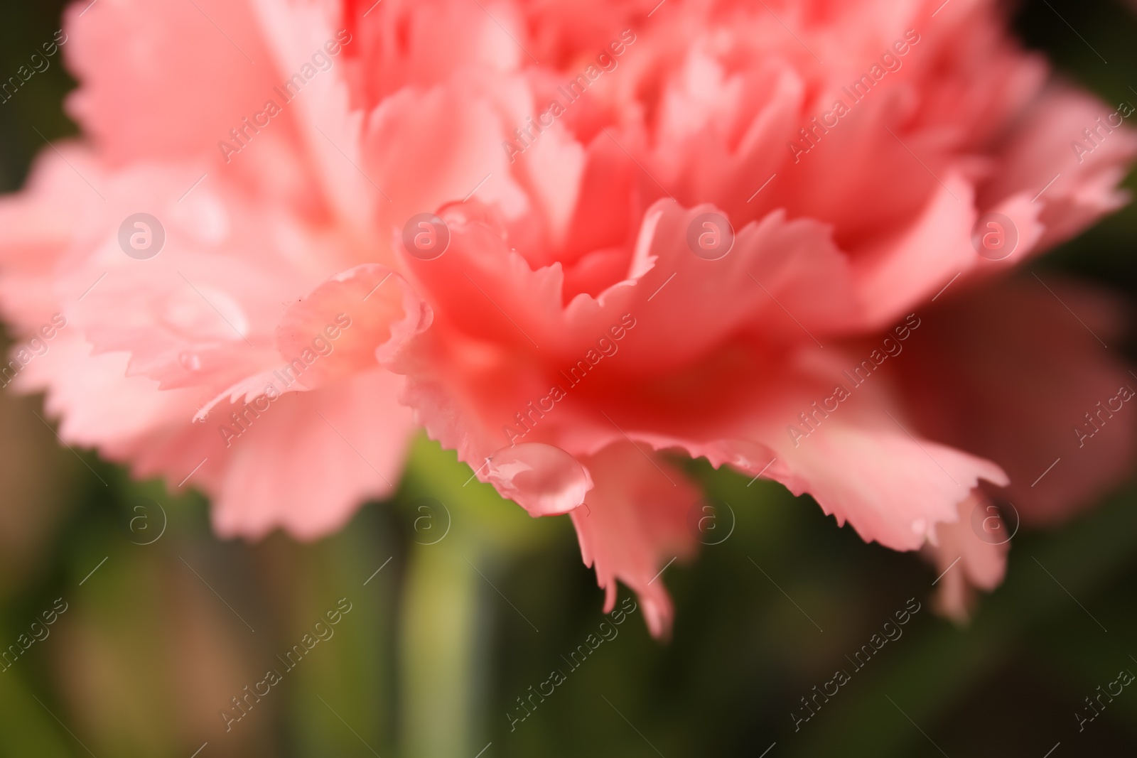 Photo of Tender carnation flower with water drops growing on blurred background, closeup