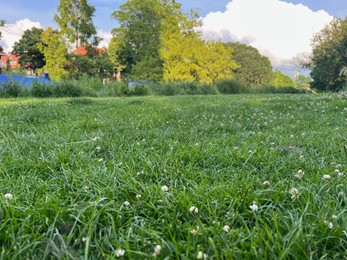 Picturesque view of beautiful park with fresh green grass and trees on sunny day