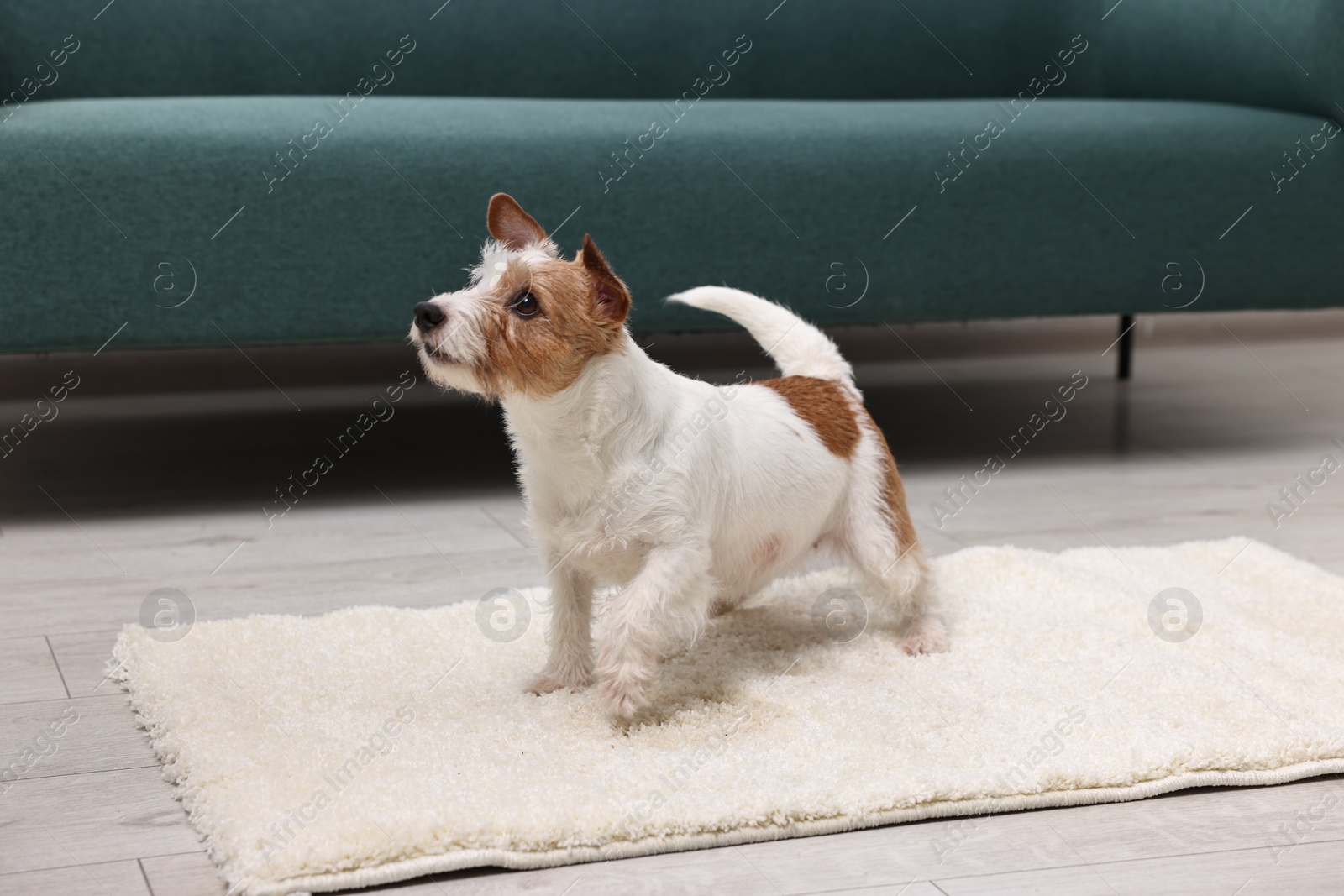 Photo of Cute dog near wet spot on rug indoors