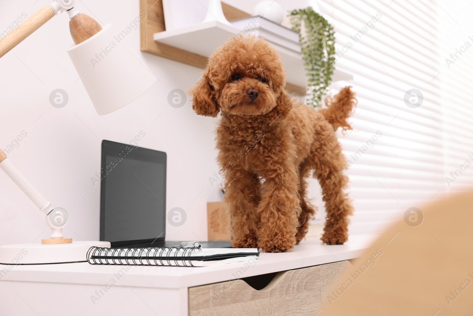 Photo of Cute Maltipoo dog on desk near laptop at home