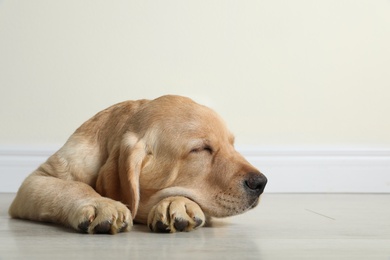 Photo of Cute yellow labrador retriever puppy on floor indoors. Space for text