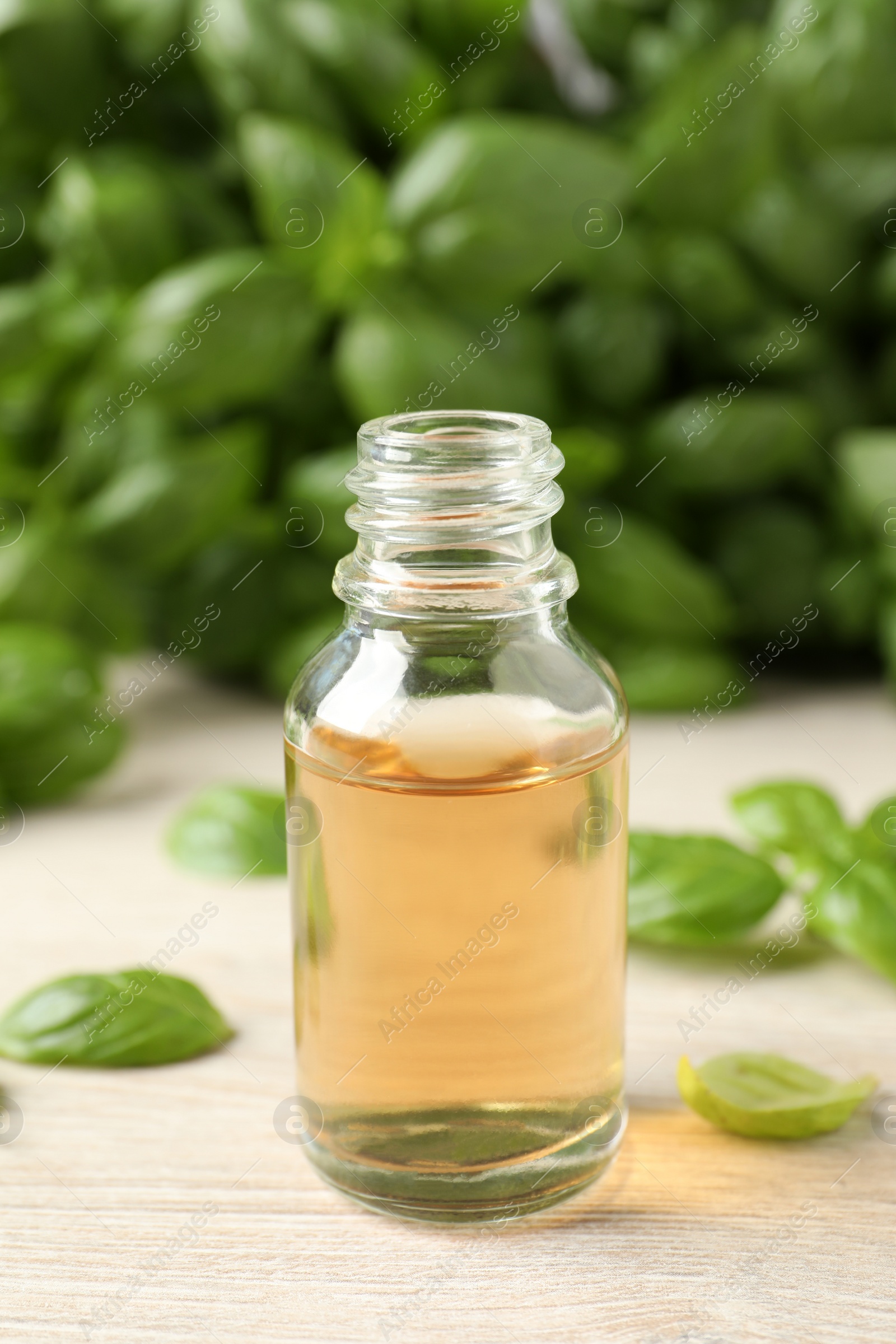 Photo of Glass bottle of basil essential oil and leaves on white wooden table, closeup