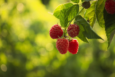 Photo of Raspberry bush with tasty ripe berries in garden, closeup