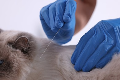 Photo of Veterinary holding acupuncture needle near cat's neck on white background, closeup. Animal treatment