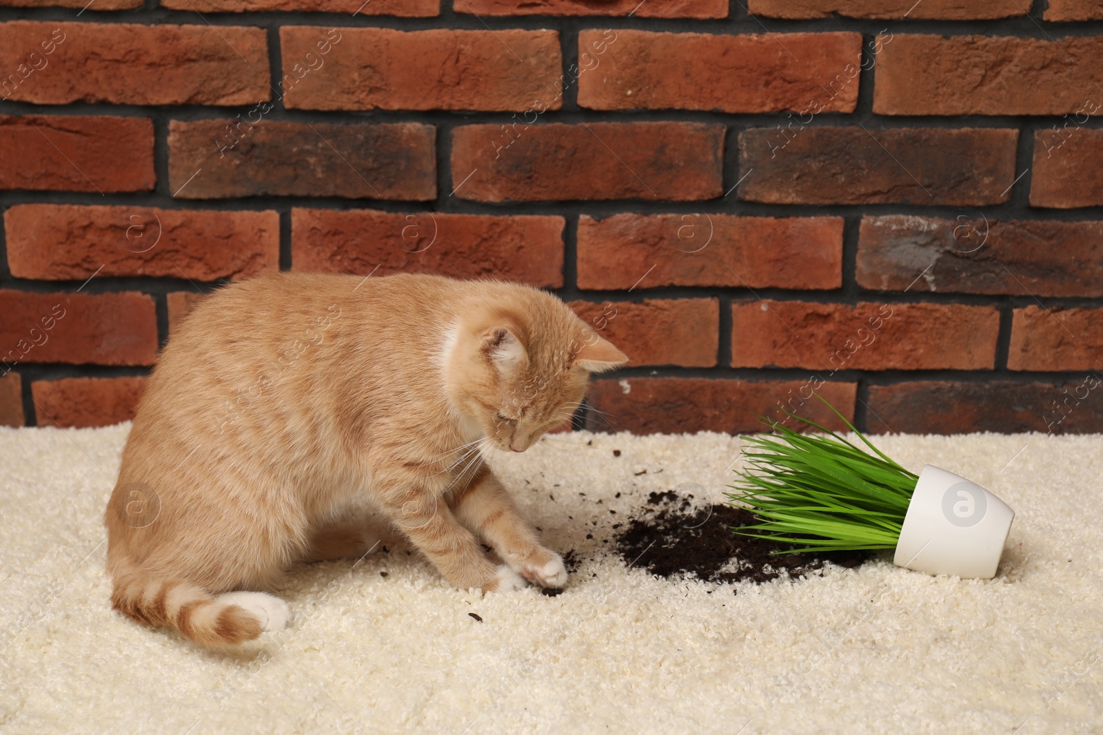 Photo of Cute ginger cat near overturned houseplant on carpet at home