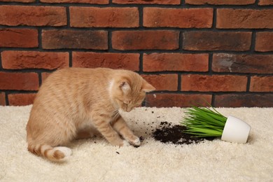 Cute ginger cat near overturned houseplant on carpet at home