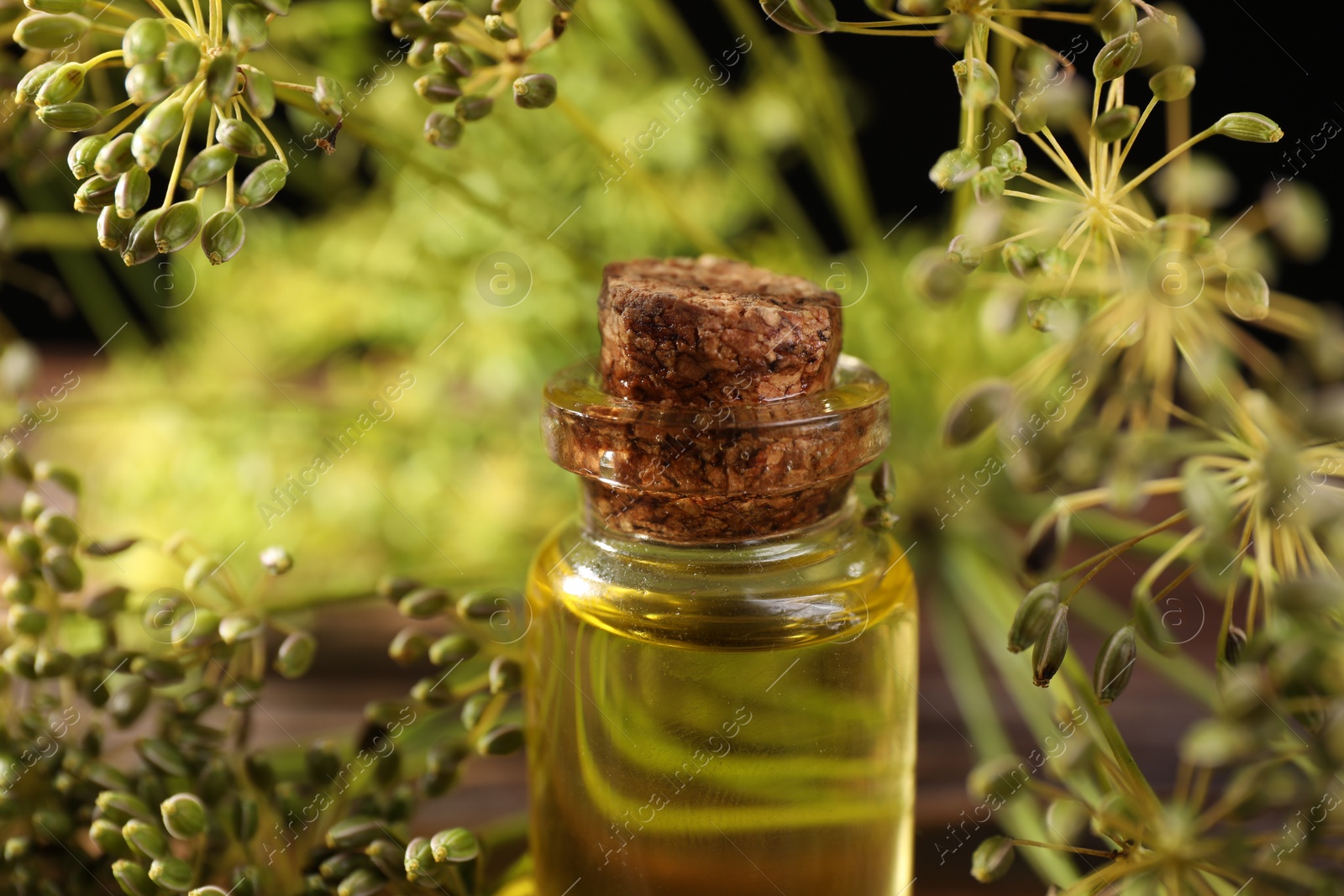 Photo of Bottle of essential oil and fresh dill on blurred background, closeup