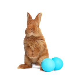 Image of Adorable fluffy Easter bunny and dyed eggs on white background