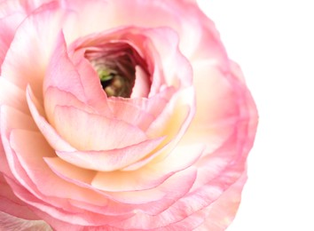 Photo of Beautiful fresh ranunculus flower on white background, closeup