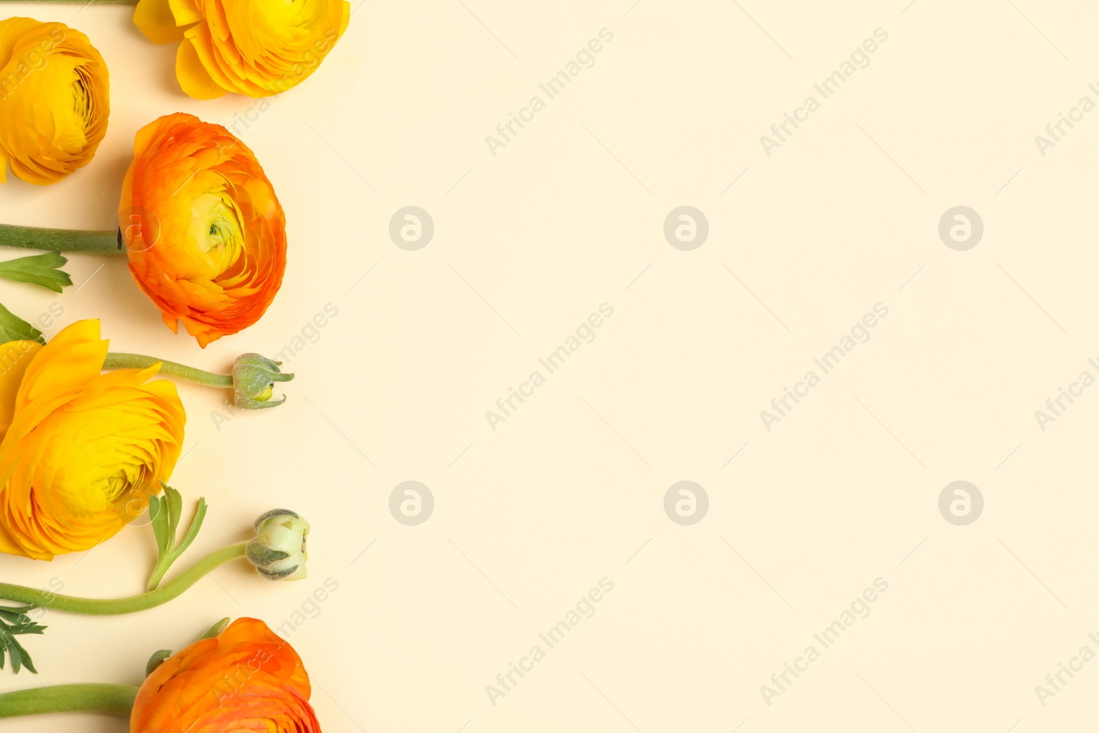 Photo of Beautiful ranunculus flowers on beige background, flat lay. Space for text
