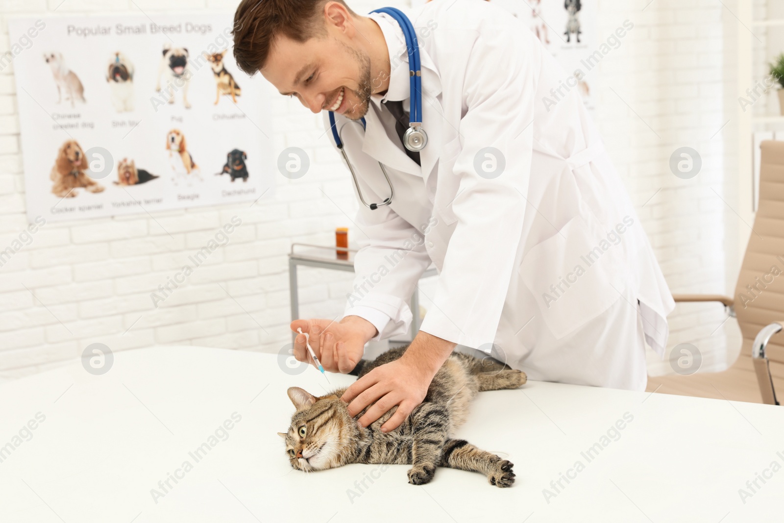 Photo of Professional veterinarian vaccinating cute cat in clinic