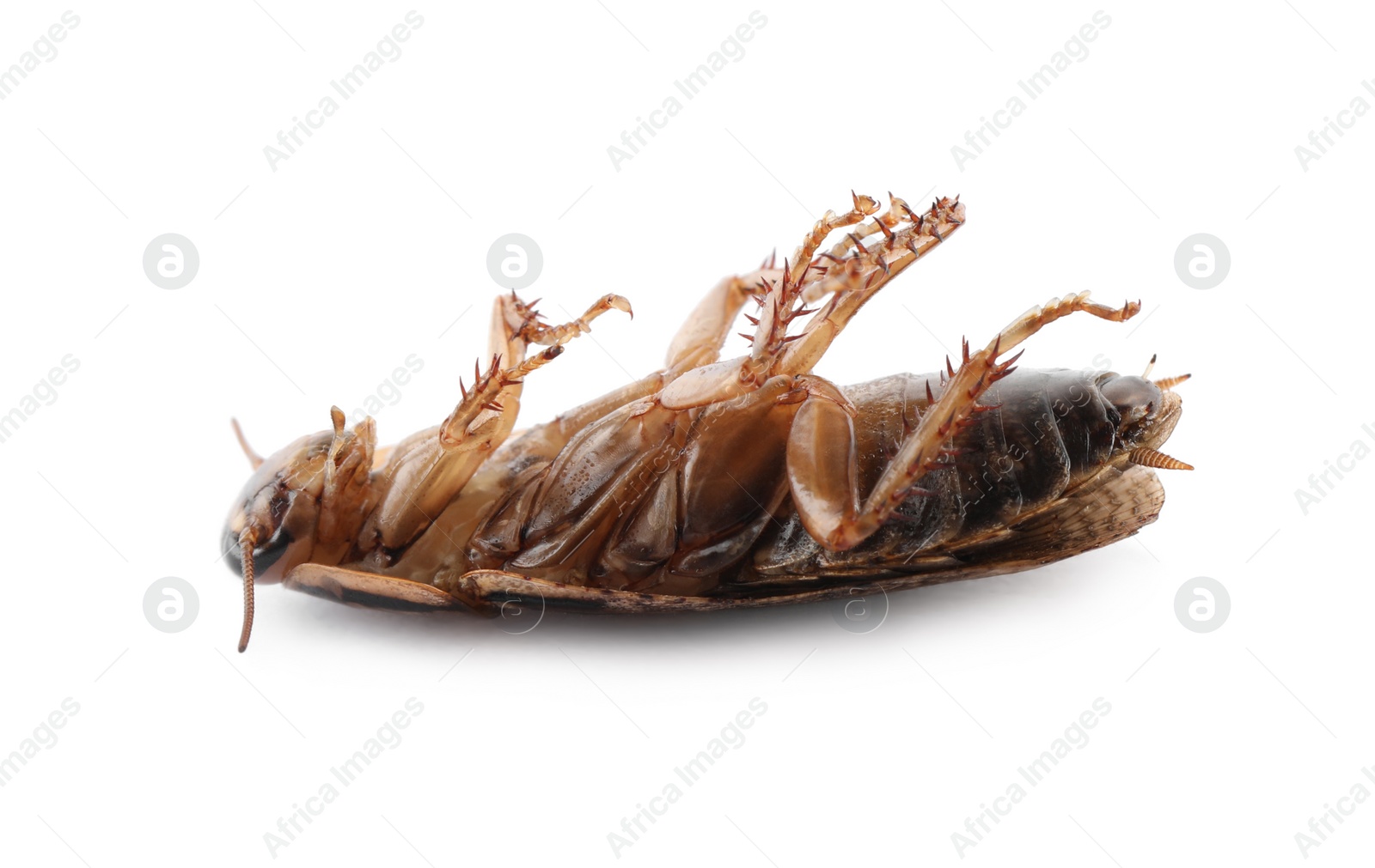 Photo of Dead brown cockroach isolated on white, closeup. Pest control