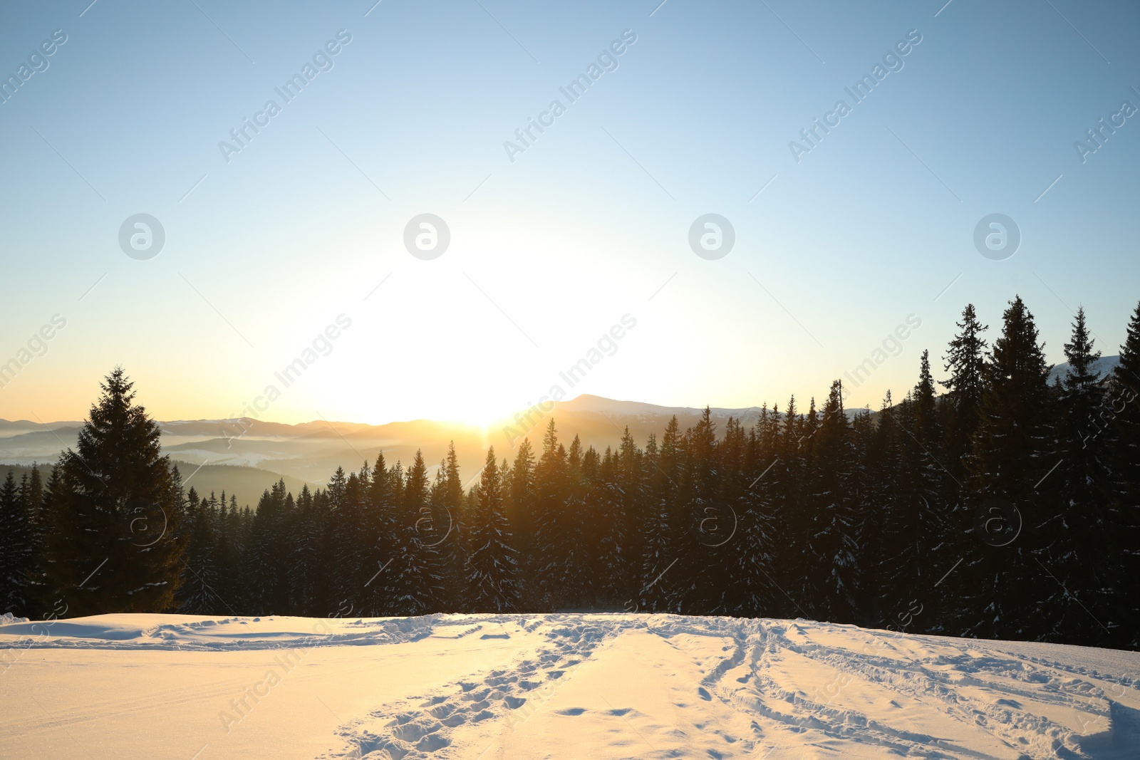 Photo of Picturesque view of conifer forest covered with snow at sunset