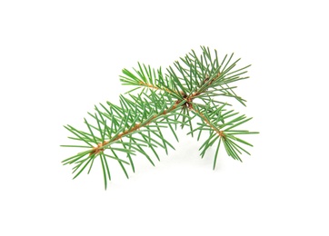 Photo of Branch of Christmas tree on white background
