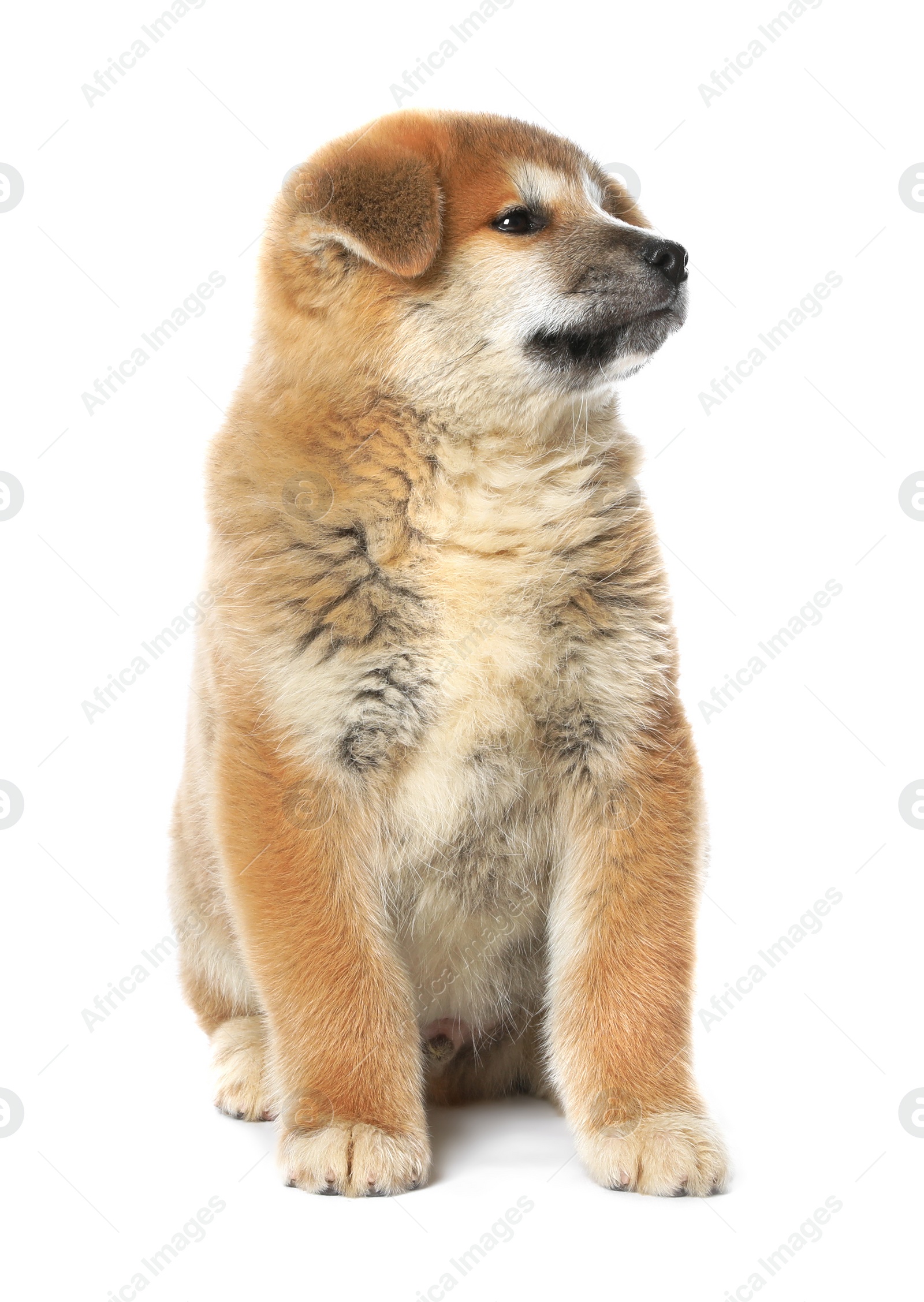 Photo of Cute Akita Inu puppy on white background. Baby animal