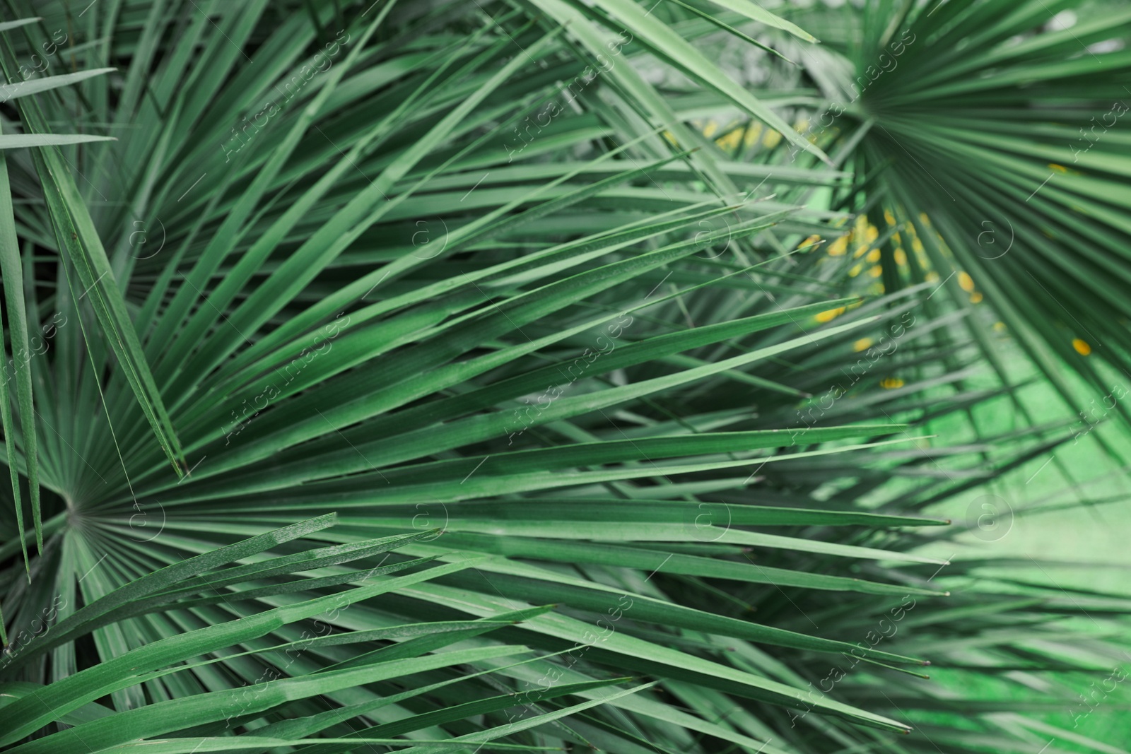 Photo of Beautiful green tropical leaves outdoors, closeup view