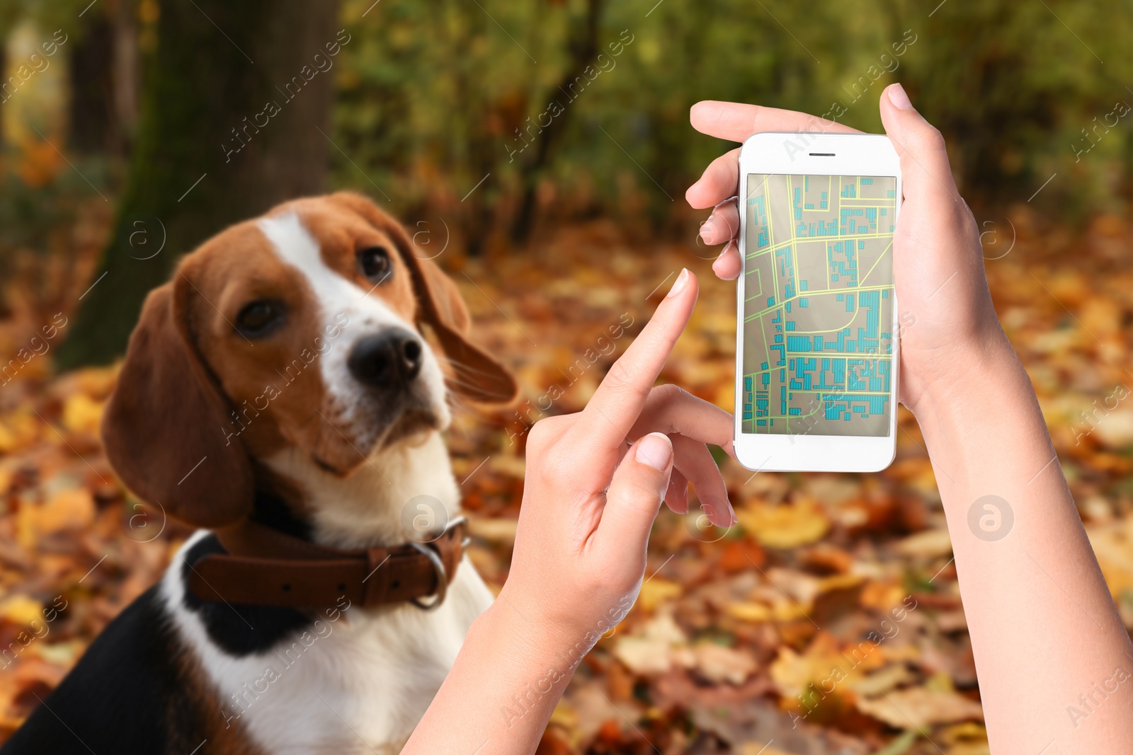 Image of Application to find pet by identification chip. Woman using smartphone near dog with collar outdoors, closeup