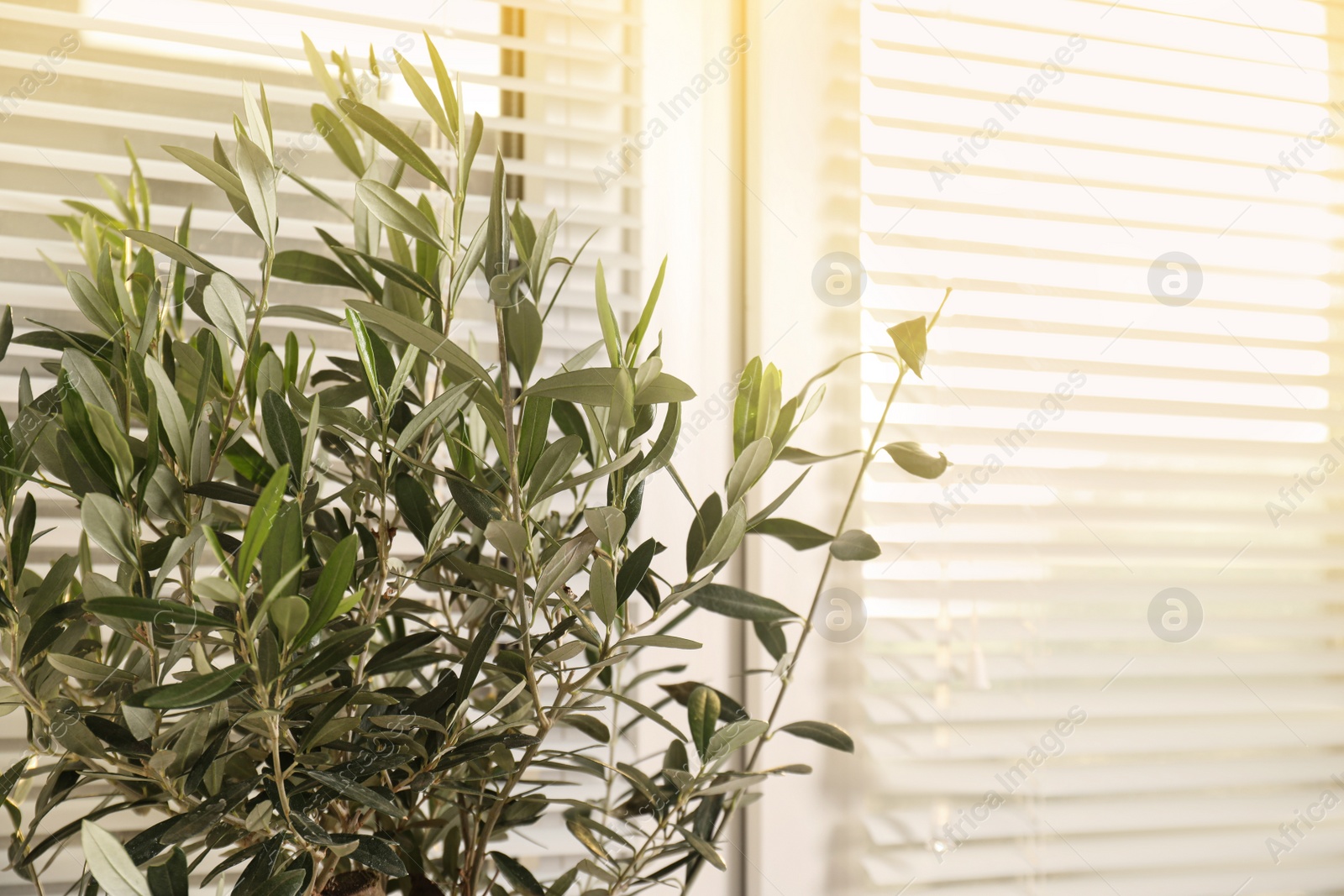 Photo of Beautiful young olive tree near window indoors, closeup. Interior element