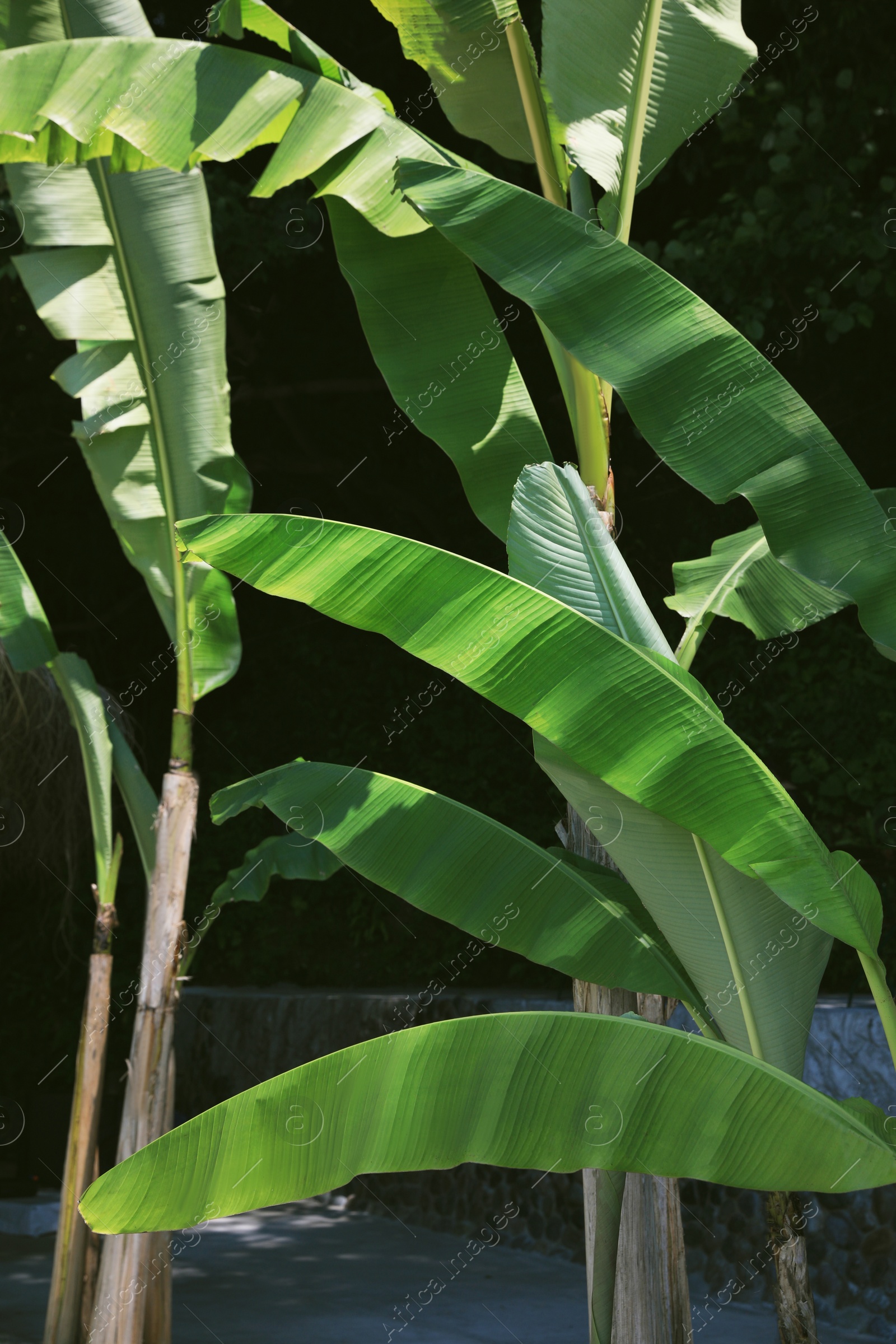 Photo of Banana plants with beautiful green leaves growing in tropical forest