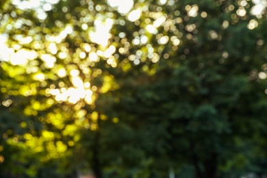 Photo of Blurred view of tree branches in park on sunny morning. Bokeh effect