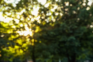 Blurred view of tree branches in park on sunny morning. Bokeh effect