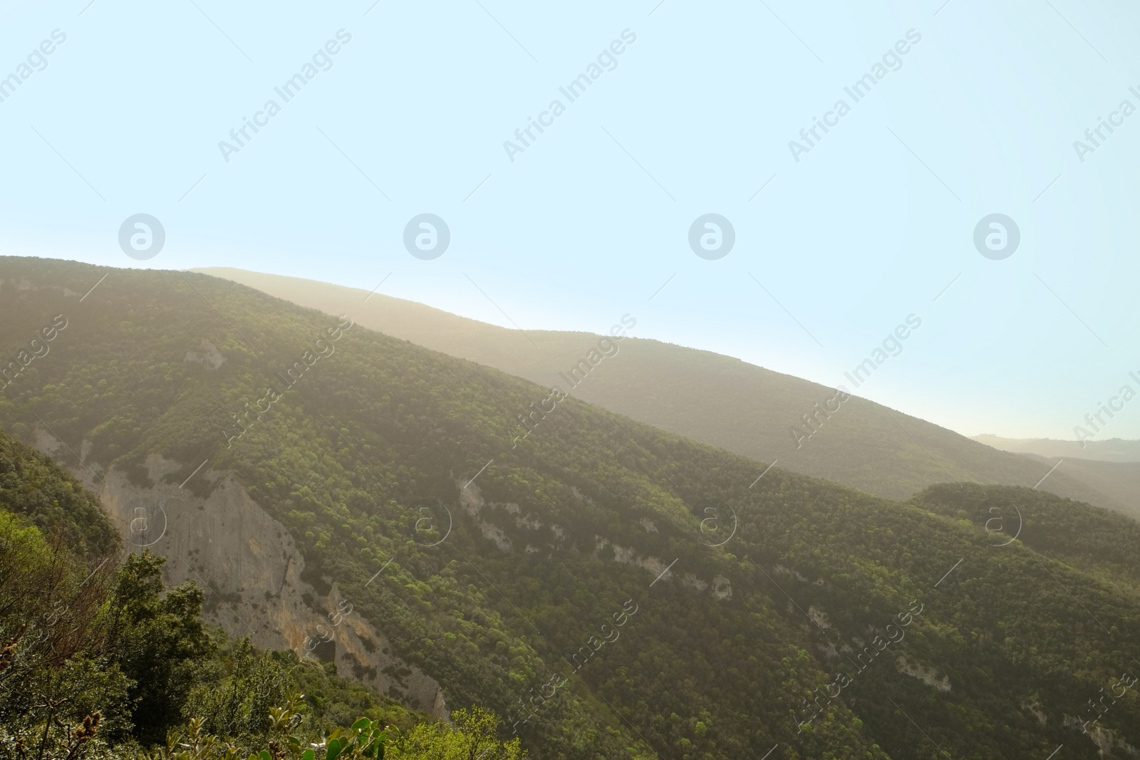 Photo of Picturesque view of green forest in mountains