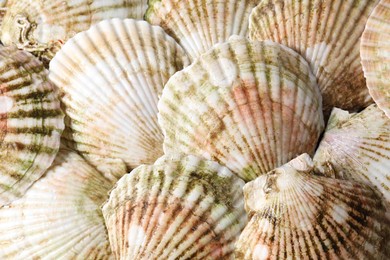 Photo of Fresh raw scallops in shells as background, top view