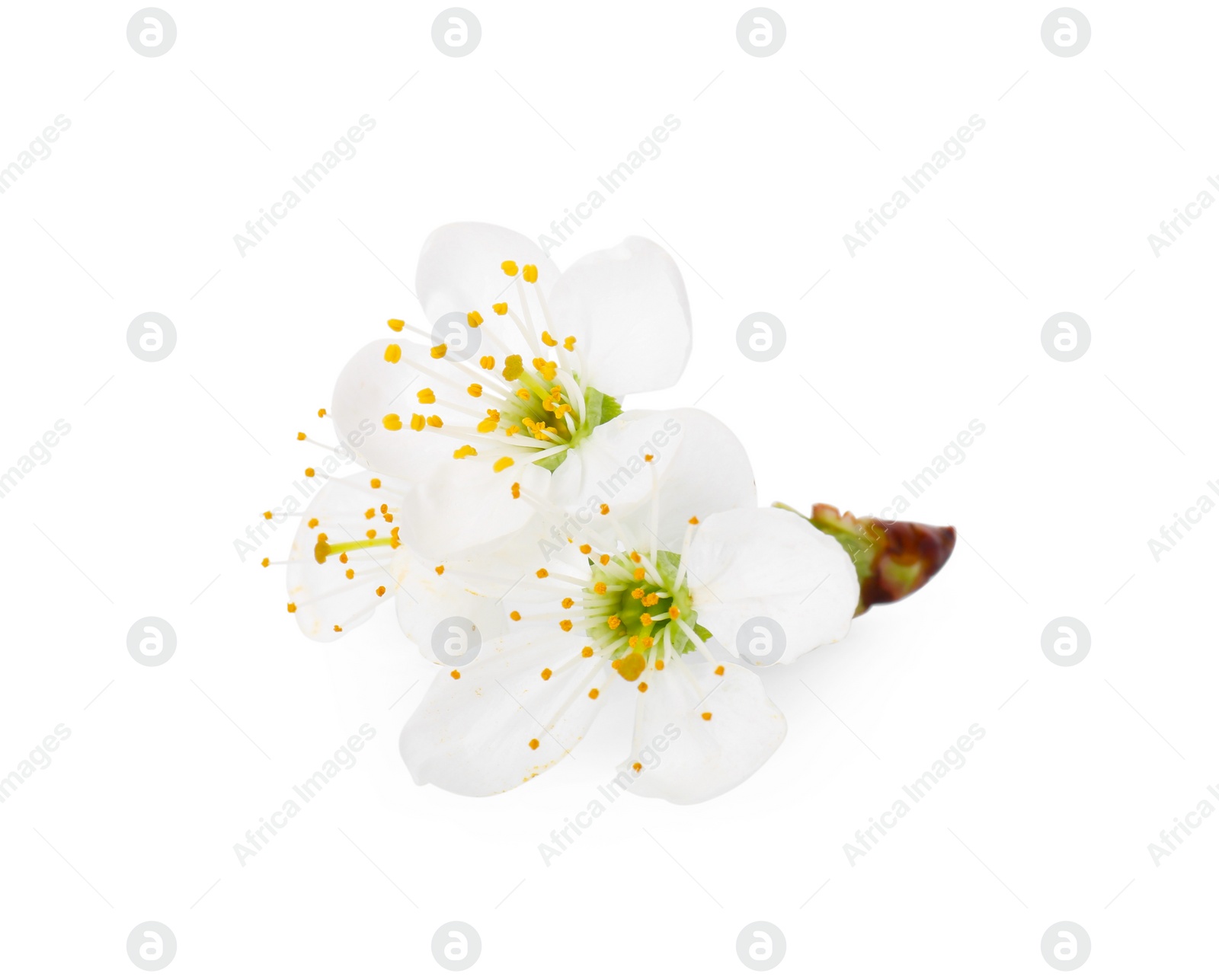 Photo of Beautiful spring tree blossoms isolated on white