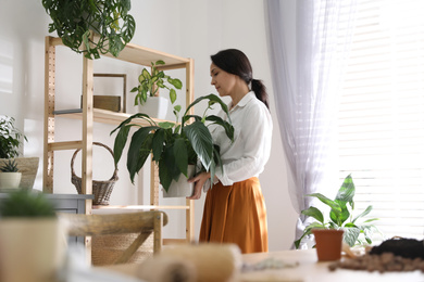 Photo of Mature woman taking care of houseplant at home. Engaging hobby