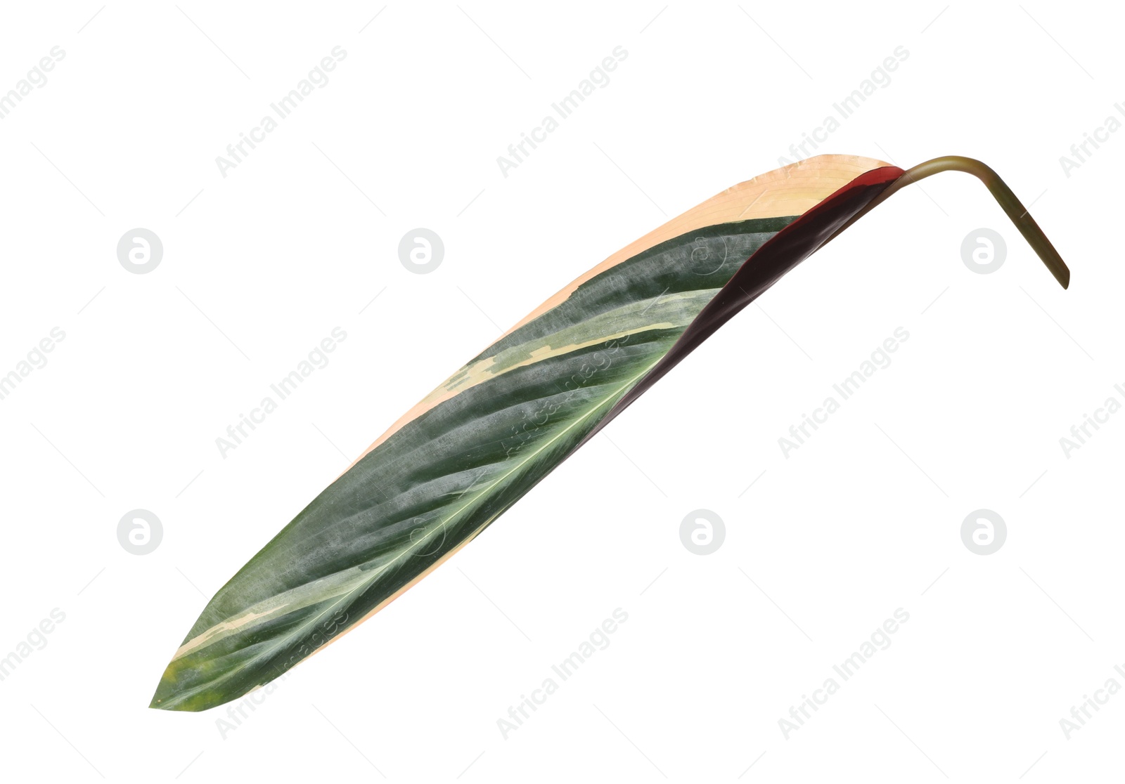 Photo of Leaf of tropical stromanthe plant isolated on white