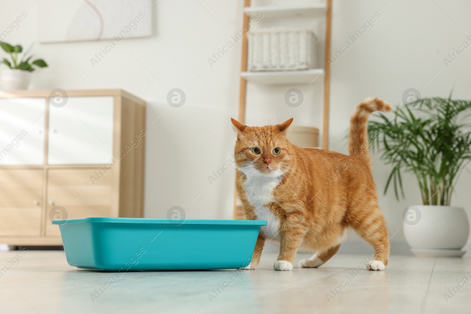 Photo of Cute ginger cat near litter box at home