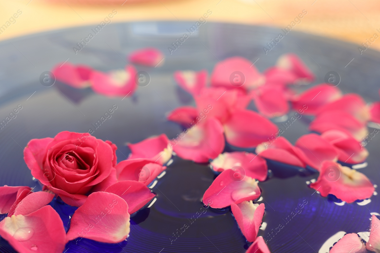 Photo of Pink roses and petals in bowl with water, closeup