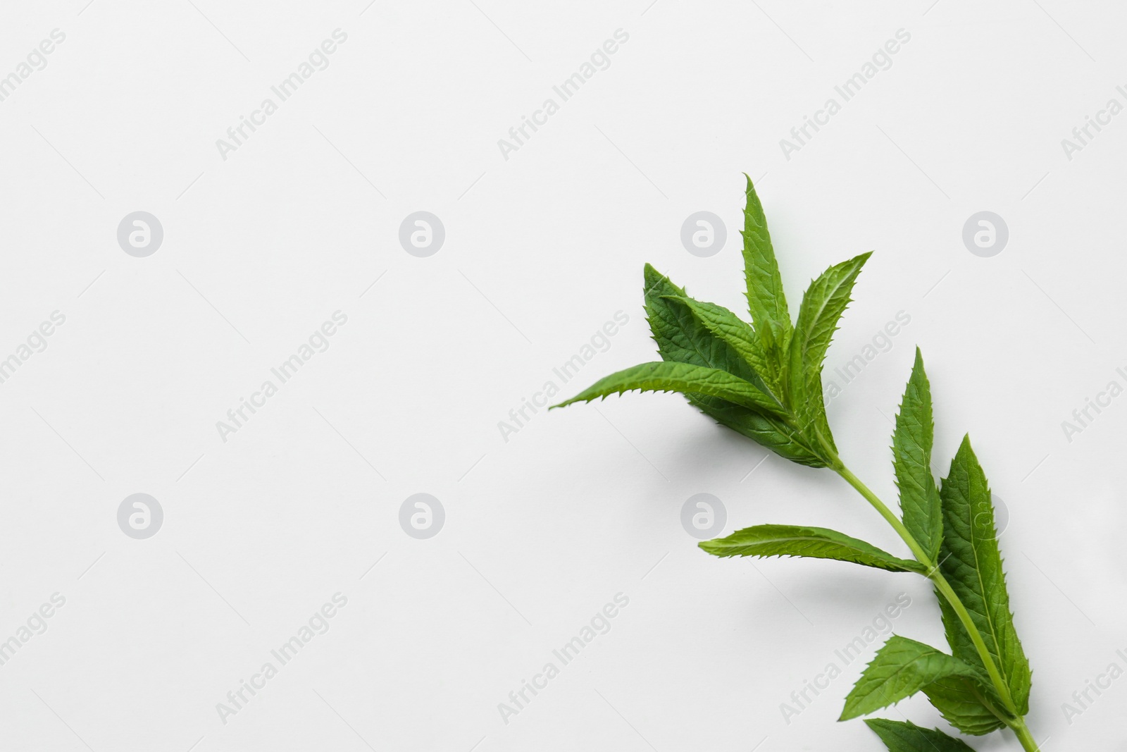 Photo of Beautiful green mint on white table, top view. Space for text