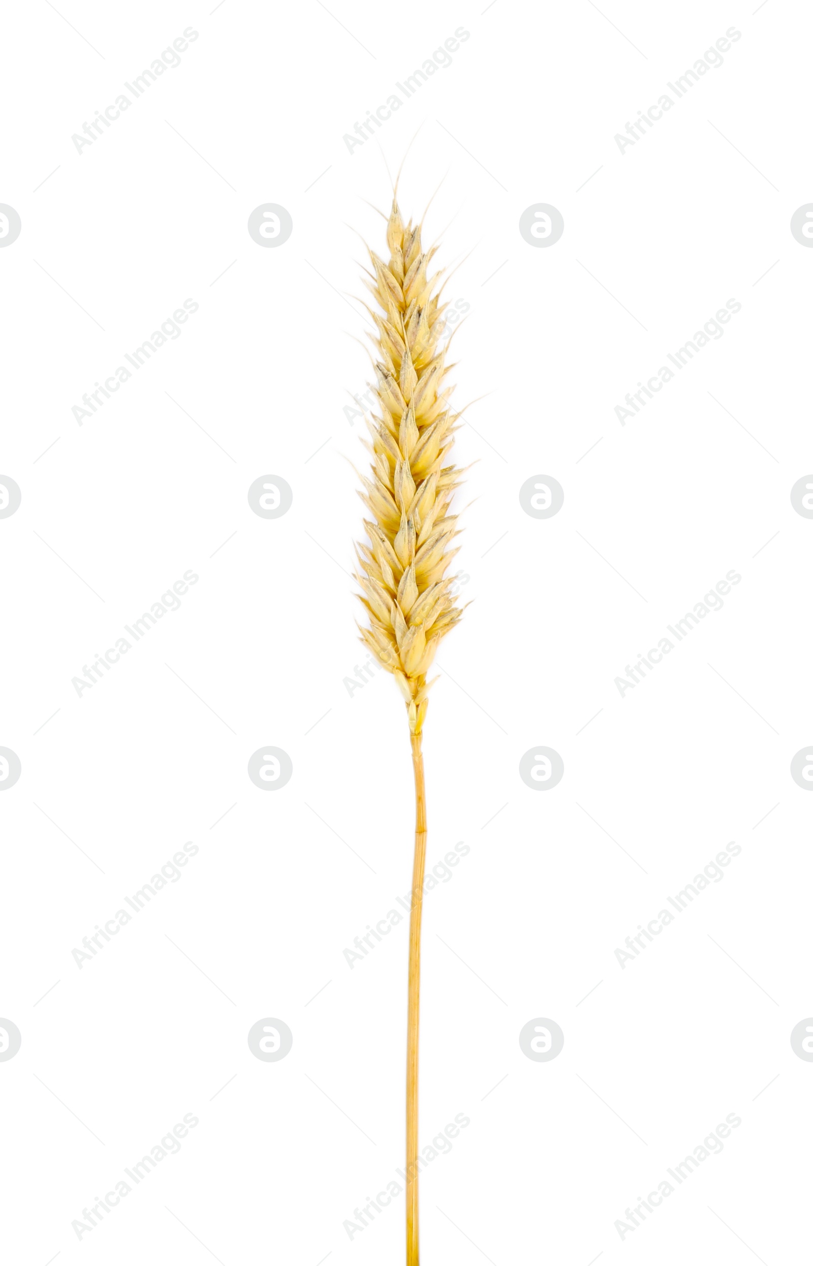 Photo of Ear of wheat isolated on white, top view