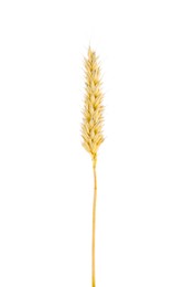 Ear of wheat isolated on white, top view