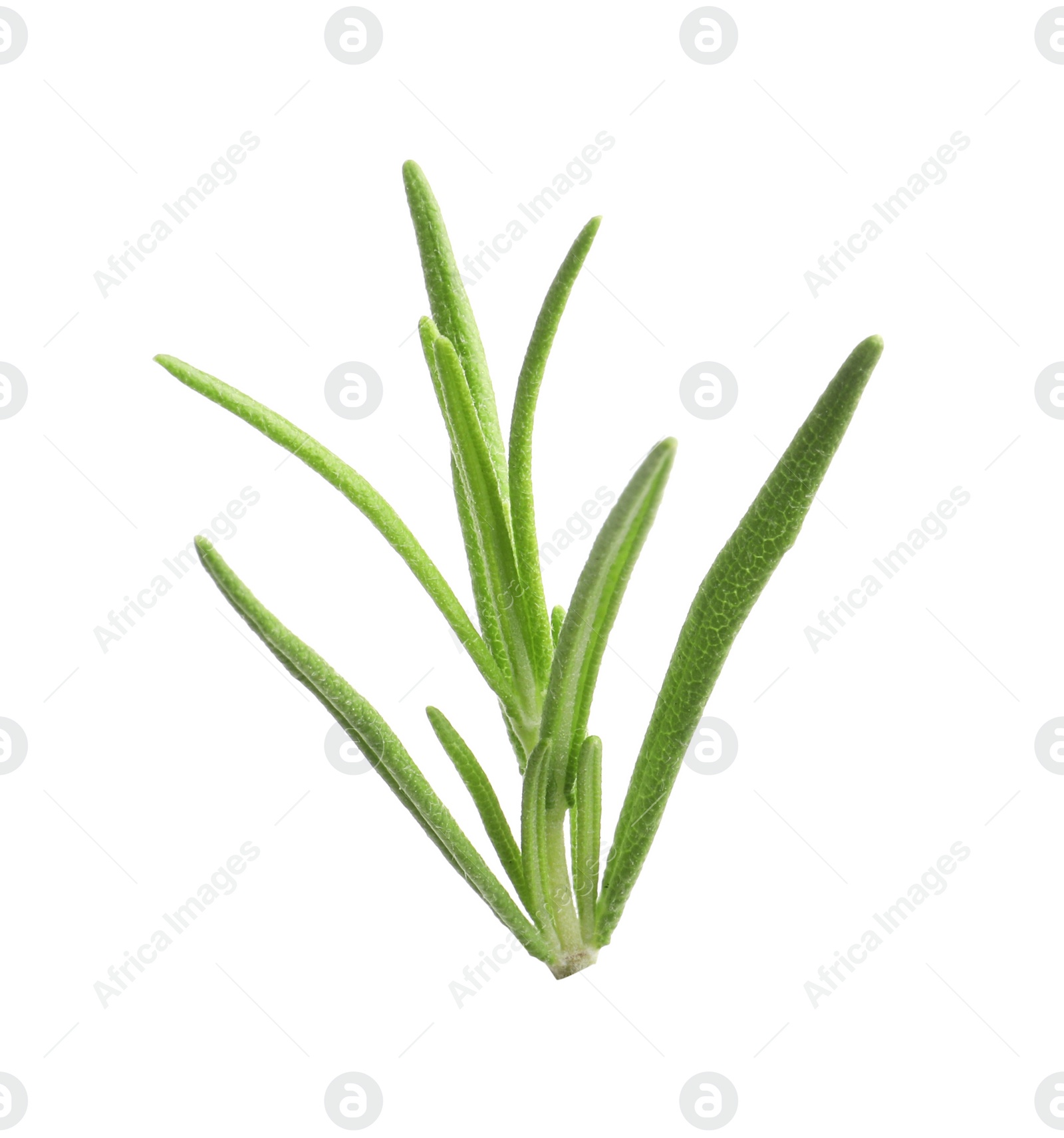 Photo of Aromatic rosemary sprig isolated on white. Fresh herb