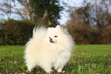 Photo of Cute fluffy Pomeranian dog on green grass outdoors, space for text. Lovely pet