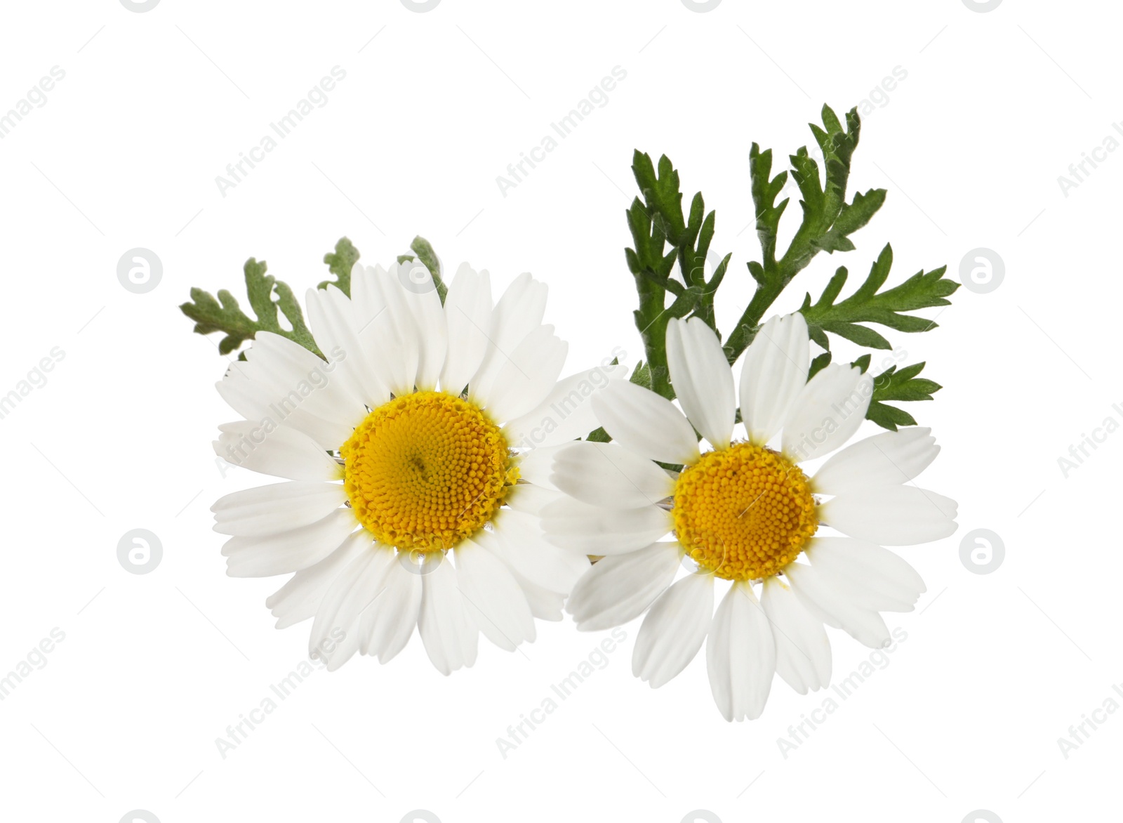 Photo of Beautiful chamomile flowers with green leaves on white background