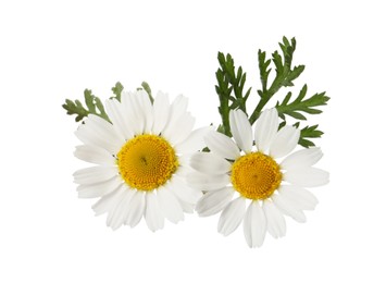 Beautiful chamomile flowers with green leaves on white background