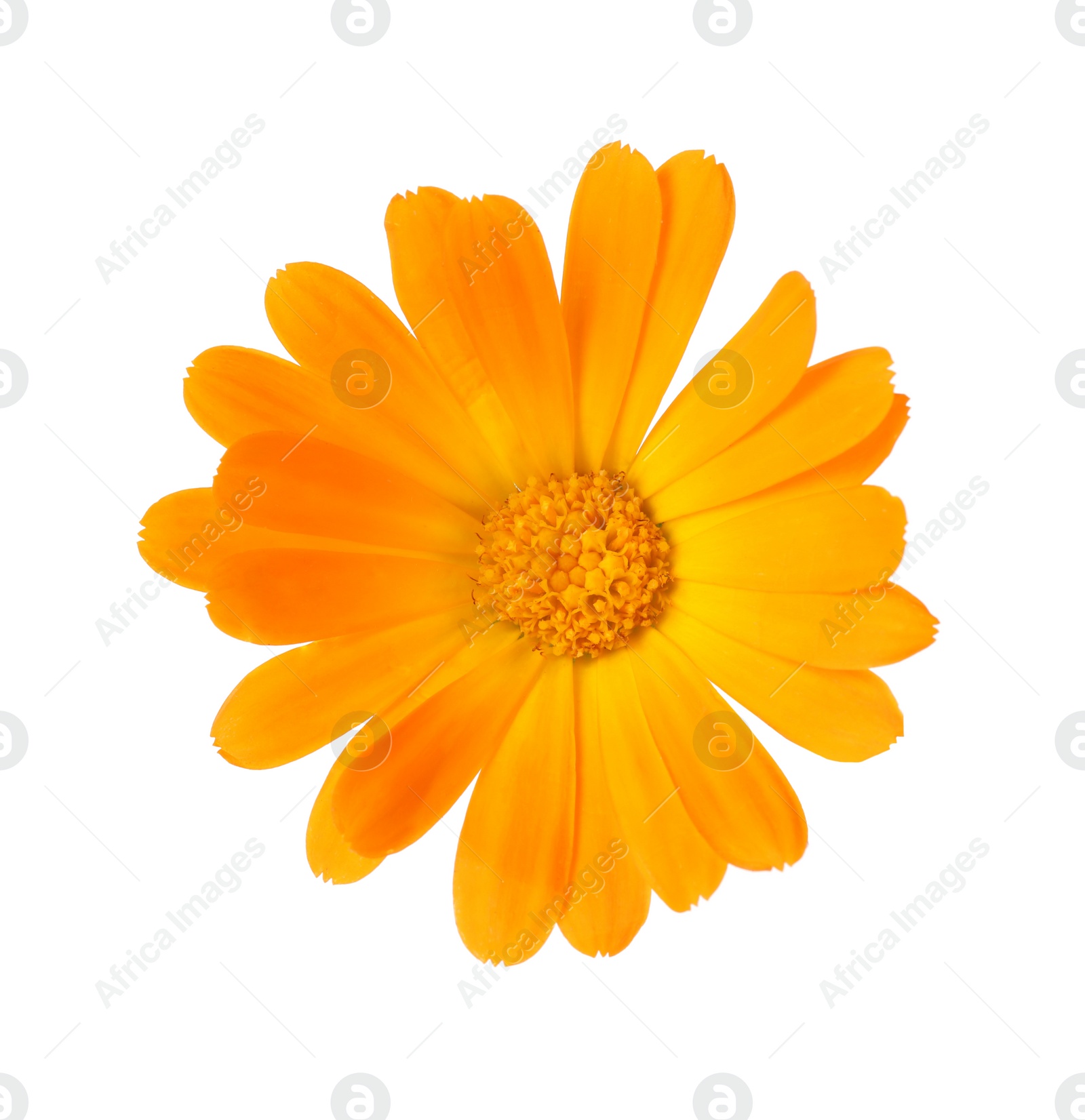 Photo of Fresh beautiful calendula flower isolated on white