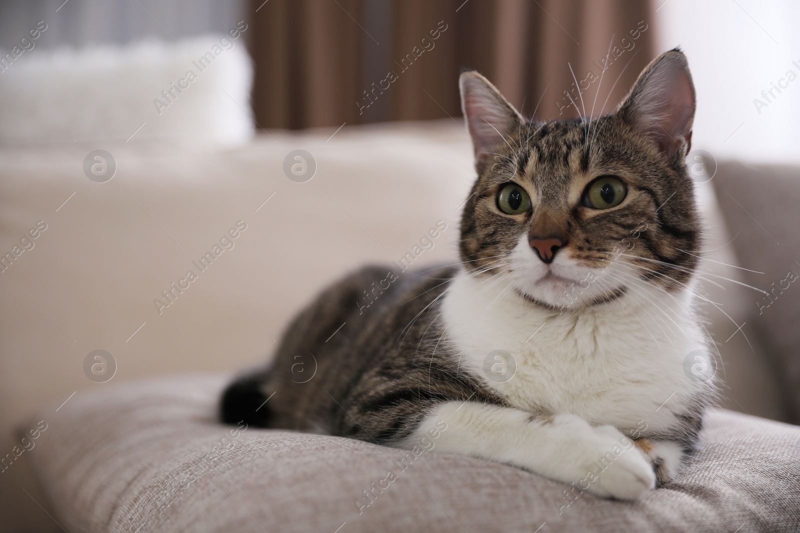 Photo of Cute cat on sofa at home, space for text