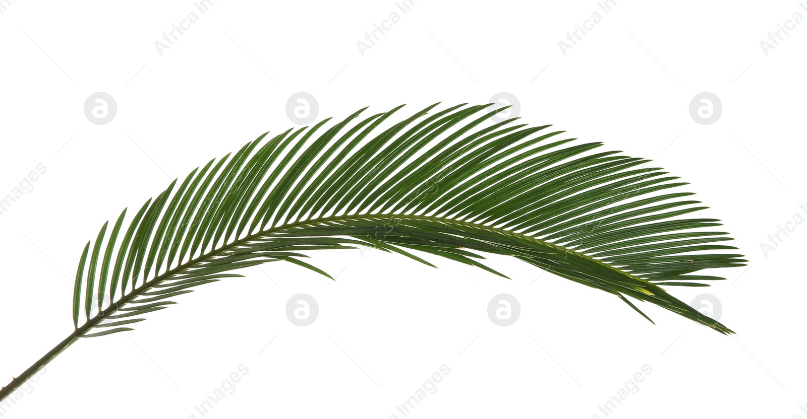 Photo of Beautiful tropical Sago palm leaf on white background