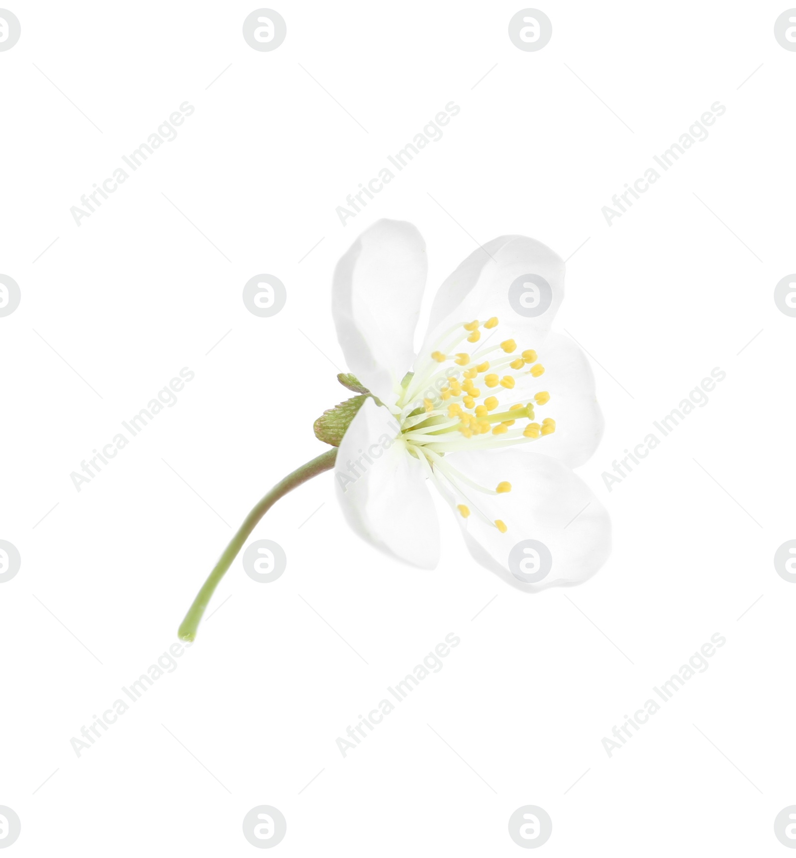 Photo of Beautiful tree blossom isolated on white. Spring season